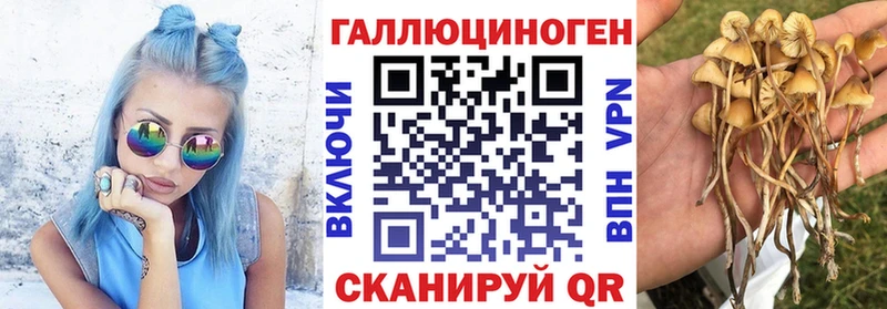 цены Калининец Псилоцибиновые грибы Psilocybine cubensis